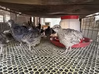 Quails — fotografija 3