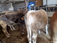 Сиыр, Simmental cattle — 4-сурет