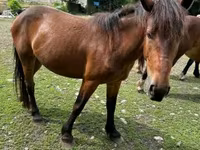 Kısrak, Međimurje horse — foto 6