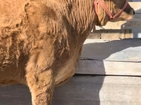 Vacă, Belgian Blue — foto 5