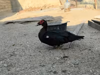 مسکوی خانگی — عکس 8