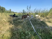 Koza, Czech Brown Shorthaired goats — foto 2