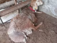 Carnero, Arashan sheep — foto 1