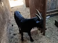 แพะตัวผู้, Alpine goat — รูปภาพ 3