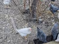 Chickens — foto 3