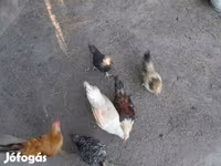 Chickens — รูปภาพ 3