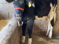 Kuh, Russian Black pied cattle — Foto 2