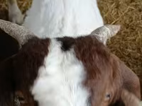 Ziegenbock, Boer goat — Foto 2