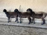 Ovca, Arashan sheep — fotografija 4