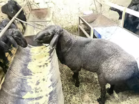 Kambing jantan, Hissar sheep — foto 4