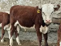 Býk, Kazachská bílá hlava kráva — foto 2