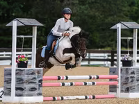 Hengst, Pinto horses — Foto 1