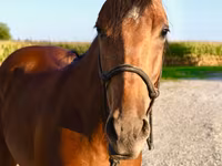 Aygʻir, Quarter Horse — 3-rasm