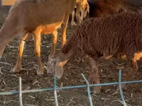 Oaie, Arashan sheep — foto 3