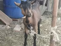 Capra, Alpine goat — foto 1