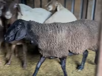 በግ, Hissar sheep — ፎቶ 5