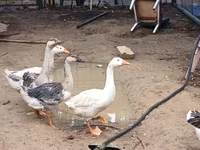 Geese — fotografija 5