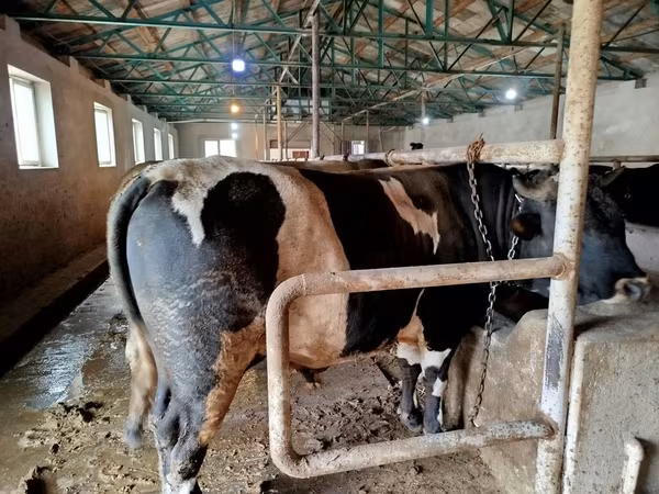 황소, Russian Black pied cattle