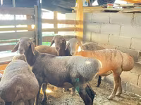Cừu đực, Rhon sheep — ảnh 8