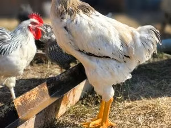 Chickens