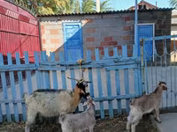 بز ماده, بز — عکس 2