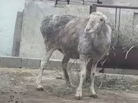 Кочкор, Койлор — сүрөт 7
