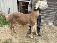 Beran, Arashan sheep — foto 2