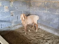 Brebis, Moutons — photo 6