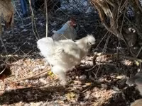 Silkie — foto 3