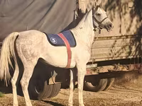 Kůň, Arabian horse — foto 2