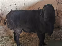 Kambing jantan, Hissar sheep — foto 6
