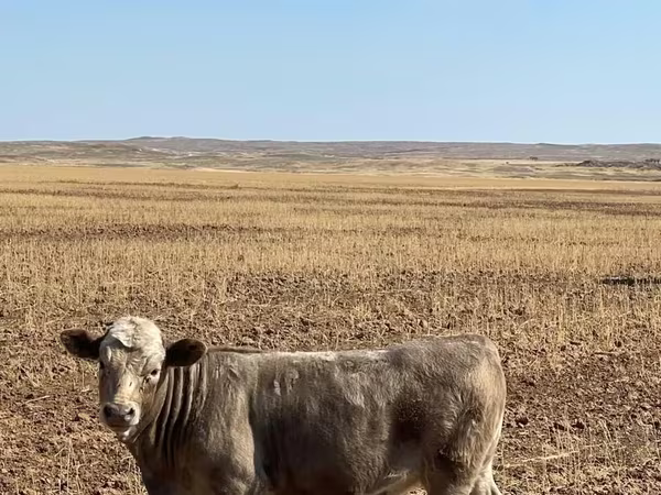 گاو نر, Swiss cattle