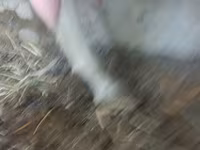 بز ماده, Alpine goat — عکس 5