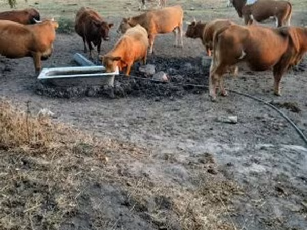 Krava, Simmental cattle