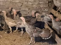 Turkeys — 照片 1