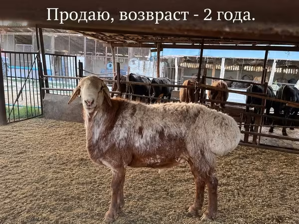 Ram, Rhon sheep — Kyrgyzstan