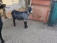 بز ماده, بز — عکس 6