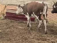 سانڈ, Simmental cattle — تصویر 2