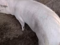 Domuzlar (parti, cinsiyet belirtilmedi), Крупная белая — foto 3