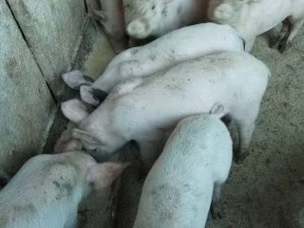 Scrofa, Крупная белая