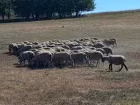 میش, White Suffolk sheep — عکس 2