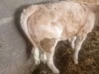 Bik, Charolais cattle — fotografija 1
