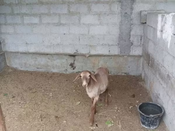 Cabras (lote, sexo no especificado), Cabras