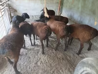 Ram, Sheep — photo 1
