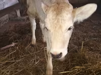 Ցուլ, Simmental cattle — լուսանկար 3