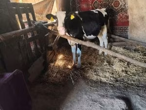 Toro, Russian Black pied cattle