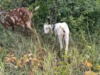 Buk, Nubian Goat — foto 1