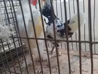 Chickens — foto 2