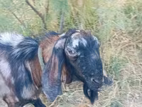 بز نر, Nubian Goat — عکس 5