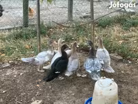 Ducks — عکس 7